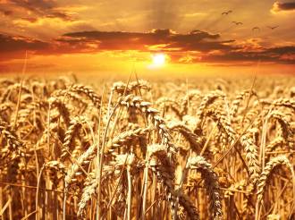 Cambiamenti. Trasloco d’anima: quando i rinnovamenti profumano di spighe di grano dorato